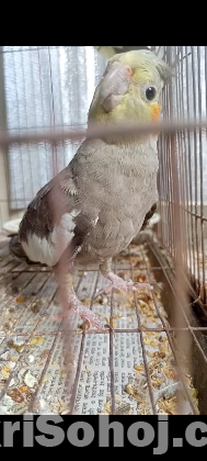 Cockatiel Parrot Grey Baby Half tame